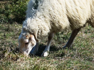 Stado ovaca čuvaju travnjake kraj mora na rt Kamenjaku