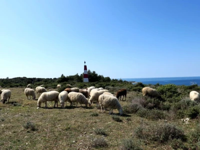 Stado ovaca čuvaju travnjake kraj mora na rt Kamenjaku