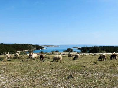 Stado ovaca čuvaju travnjake kraj mora na rt Kamenjaku