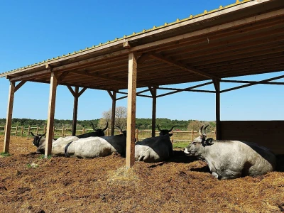 Stado ovaca čuvaju travnjake kraj mora na rt Kamenjaku