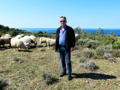 Stado ovaca čuvaju travnjake kraj mora na rt Kamenjaku