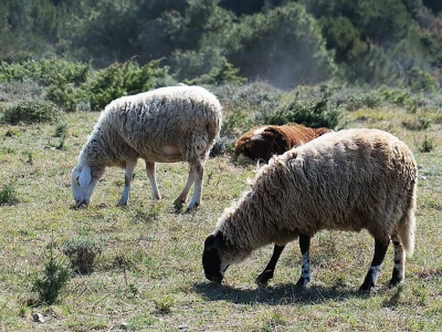 Stado ovaca čuvaju travnjake kraj mora na rt Kamenjaku