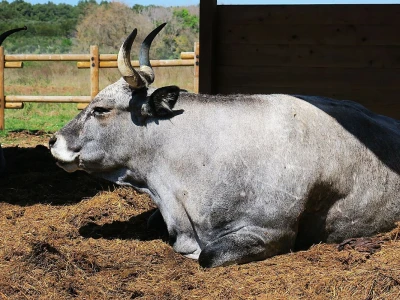 Stado ovaca čuvaju travnjake kraj mora na rt Kamenjaku