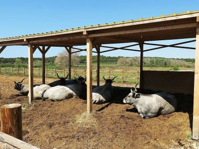 Stado ovaca čuvaju travnjake kraj mora na rt Kamenjaku