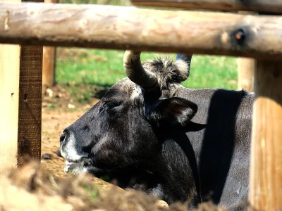 Stado ovaca čuvaju travnjake kraj mora na rt Kamenjaku
