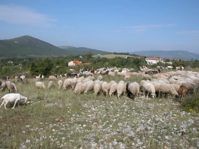 Ovce i koze na ispaši u Zabiokovlju