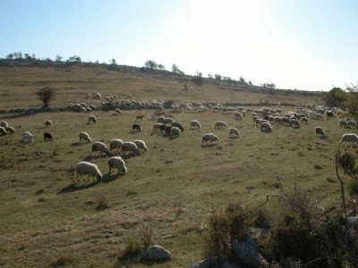 Stado ovaca i koza na Kamešnici