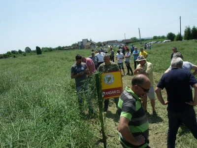 Staro Topolje