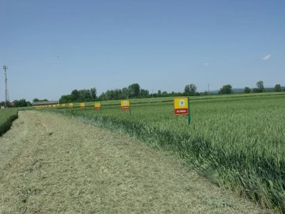 Staro Topolje
