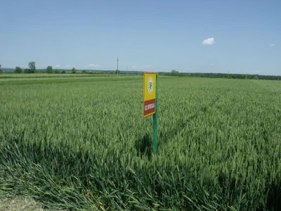 Staro Topolje