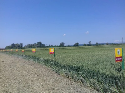 Staro Topolje