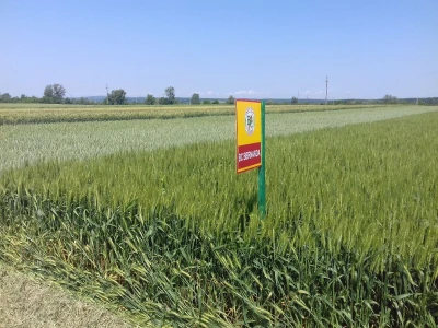 Staro Topolje