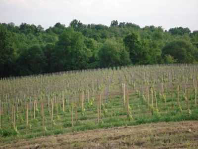 Nasadi vinogradi