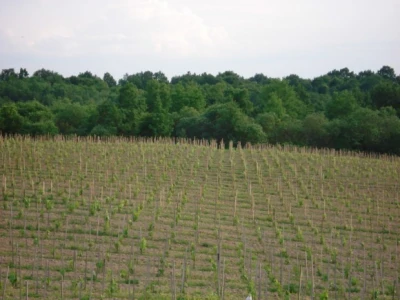 Nasadi vinogradi