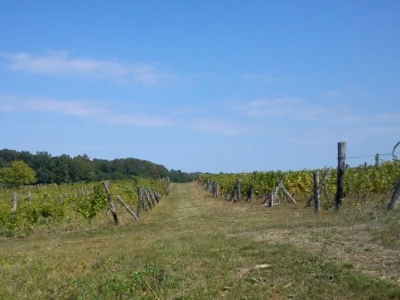 Nasadi vinogradi
