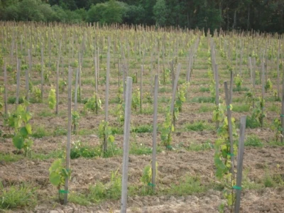 Nasadi vinogradi