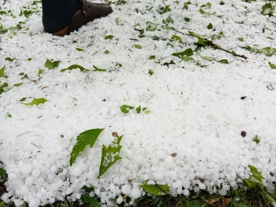 Šteta od grada u ataru sela Mali Beograd 14.06.2026.
