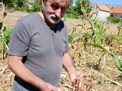 Šteta u kukuruzištu Joška Mandušića iz Katuna