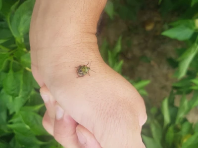 Štete na povrću od zelene stjenice
