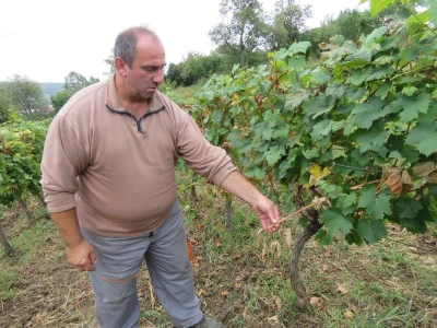 Stete od divljači