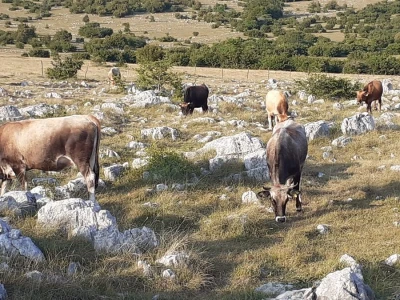 Štete od divljači