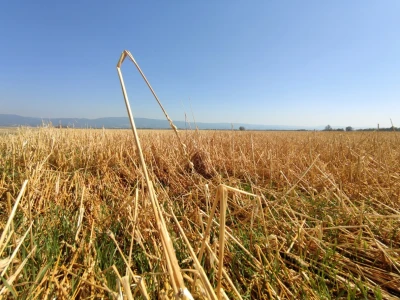 Štete od leda u požeškom kraju