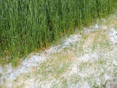 Štete od tuče u Brodsko-posavkoj županiji
