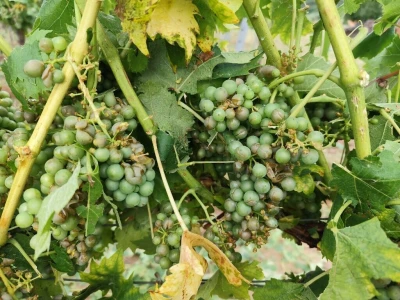 Štete u voćnjacima i vinogradima na našičkom području