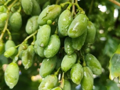 Štete u voćnjacima i vinogradima na našičkom području