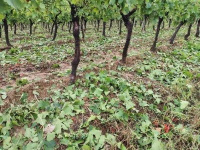 Štete u voćnjacima i vinogradima na našičkom području