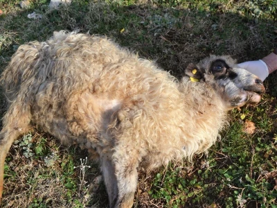 ŠTETNI DOGAĐAJI - Ugriz zaštićenog poskoka usmrtio kozu, ovcu i ovna!