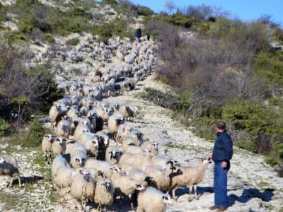 ŠTETNI DOGAĐAJI - Ugriz zaštićenog poskoka usmrtio kozu, ovcu i ovna!