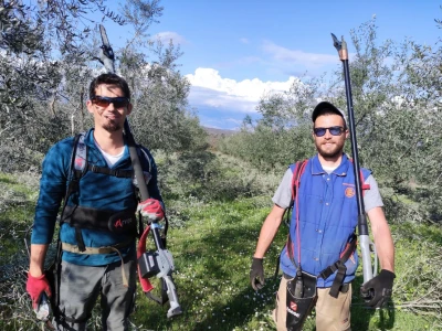 REZIDBA MASLINA   Kako mladi agronomi Stjepan i Toni grmolike masline  pretvaraju u polikončne vaze