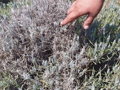 Što napraviti kad se lavanda suši?