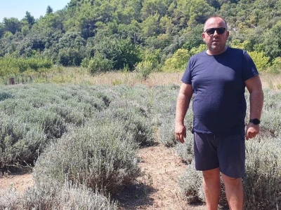 Što napraviti kad se lavanda suši?