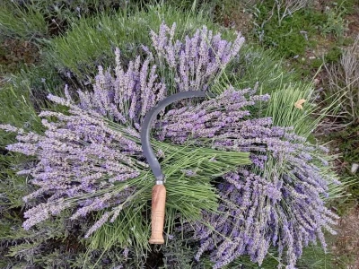 Što napraviti kad se lavanda suši?