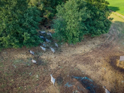 Stočar Davor Poropat