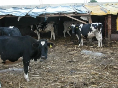 Detalj stočne farme u sklopu OPG-a u Cetinskom kraju