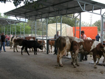 Detalj stočnog sajma u Zadvarju u Zabiokovlju