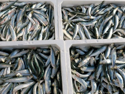 Stoljetna tradicija soljenja srdela