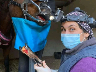 Stomatološki pregled važan za svakog konja