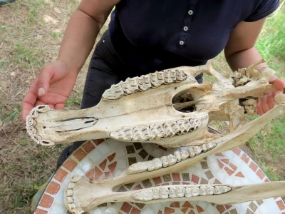 Stomatološki pregled važan za svakog konja