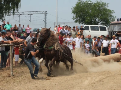 Snažni i izdržljivi radni konji