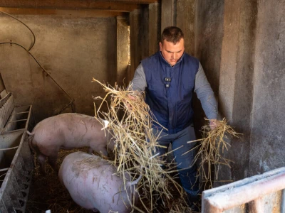 Suha stelja je ključna za zdravlje svinja