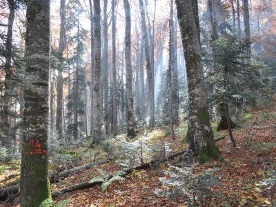 Šumski predjel Devčića tavani