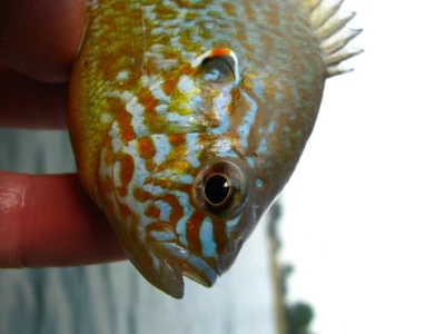 Sunčanica, Lepomis gibbosus