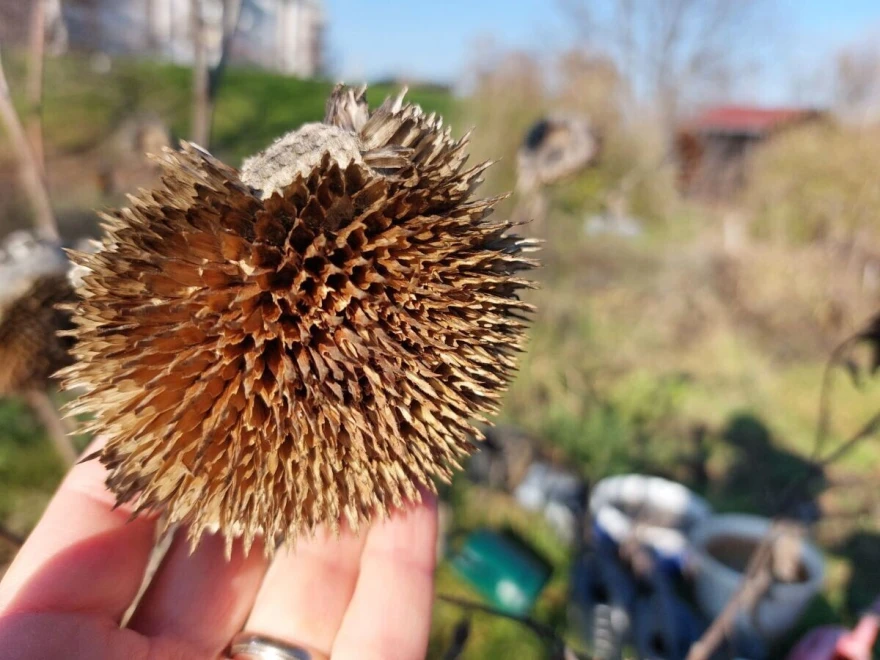 suncokret