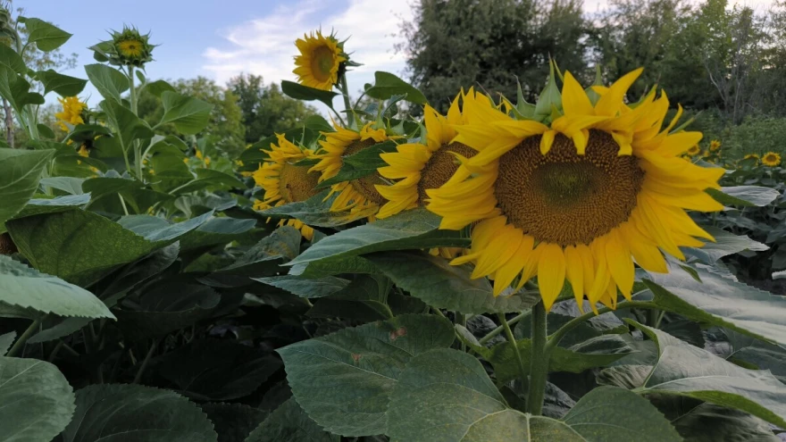 Suncokret slika