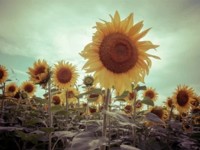 Lightroom suncokret