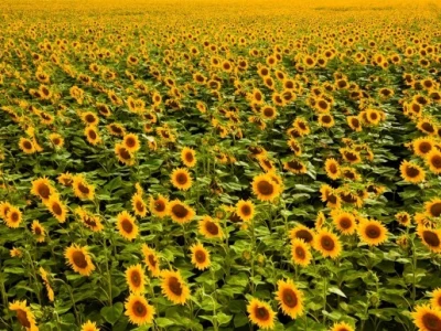 Suncokreti u punoj snazi